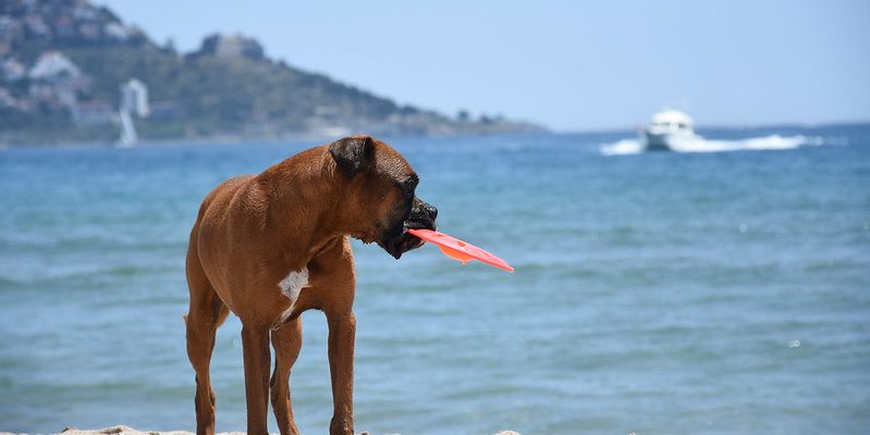 Beneficios del Agua de Mar para los Animales 