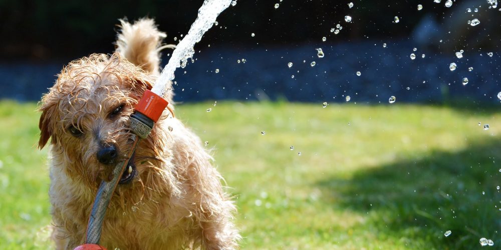 Perro disfrutando del agua. Verano 2021 en PetsAndCare