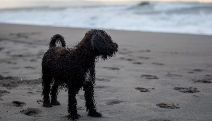 wet-puppy-admiring-the-ocean-on-the-sand-beach-at-dawn (1)